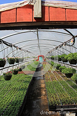 Flats of plants under warmth of greenhouse