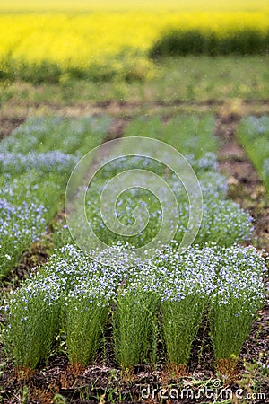 Flax Crop Saskatchewan