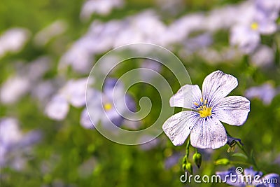 Flax (linen) flowers