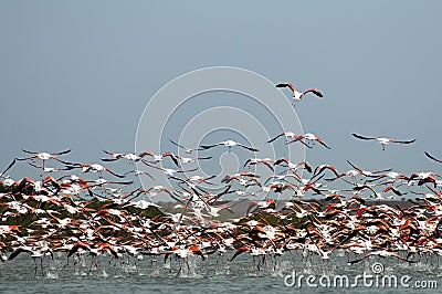 Fllock of Flamingos, in flight.