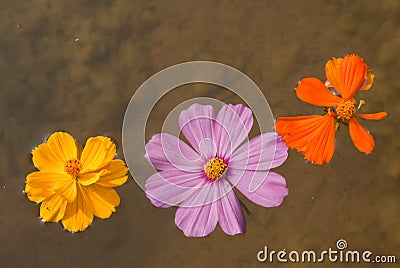 Floating flowers