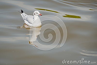 Floating seagulls bird migrates from northern region of Asia to Thailand