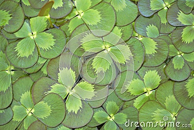 Floating Water Clover