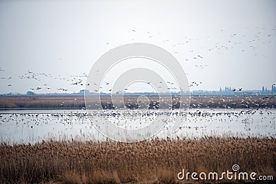 Flock of birds taking flight
