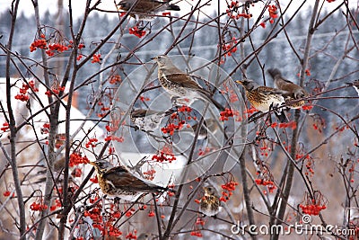 A Flock Of Blackbirds In The Branches Of A Tre