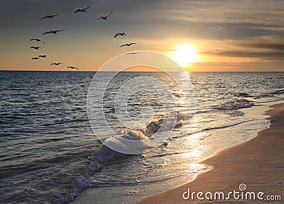 Flock of Brown Pelicans Fly Over Beach at Sunset