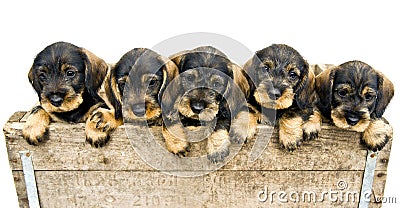 Flock of dachshund puppies.