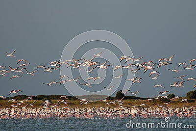 A flock of Flamingos, in flight.