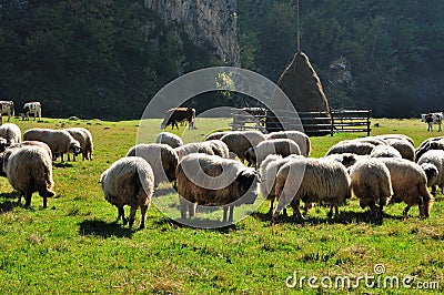 Flock of merino sheep pasture at autumn