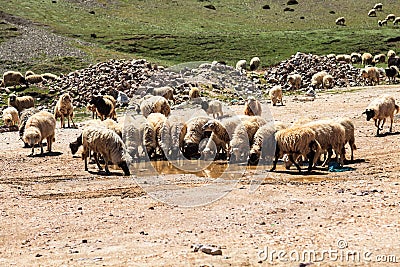 Flock of mountain goats drinking water