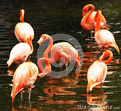 The flock of pink flamingo