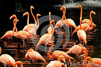 The flock of pink flamingo