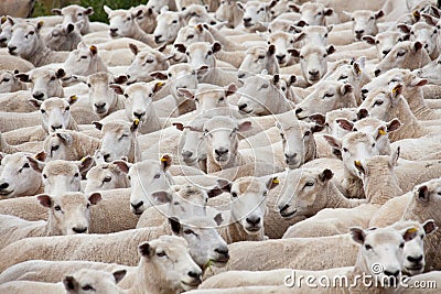 Flock of sheared sheep