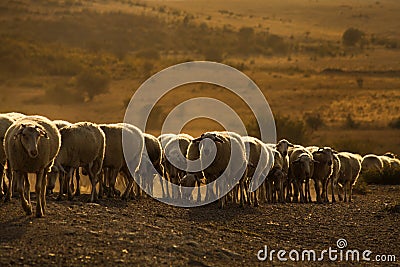 Flock of sheep