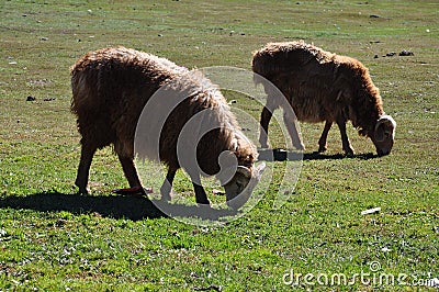 Flock of sheep or goats