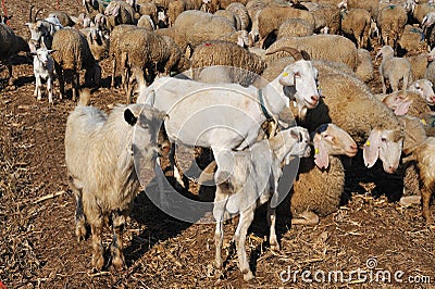 Flock of sheep and goats and grazing animals