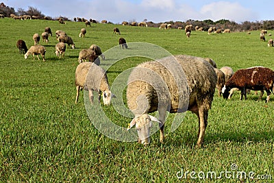 Flock of sheep grazing in a green pasture