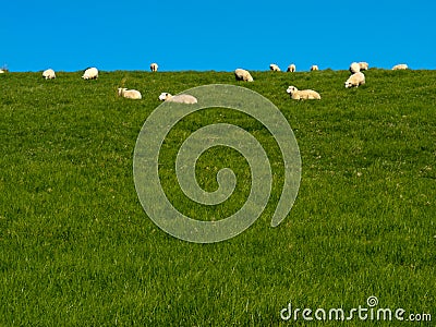 Flock of sheep lazily grazing on green grassy hill