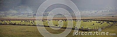 Flock of sheep, panorama