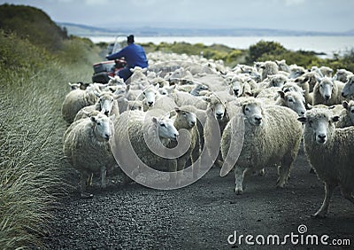 Flock of sheep on a road with shepherd
