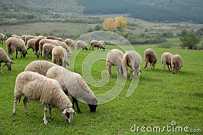 Flock Of Sheep,Sheep,Sheep Farm,Pasture,Grazing,He