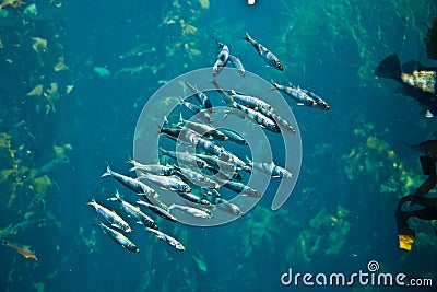 Flock of silver fishes