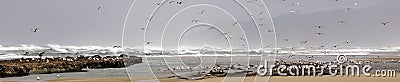 Flocks of seagulls flying along the coastal sand beach