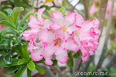 Floral background. Close up of Tropical flower Pink Adenium. Desert rose
