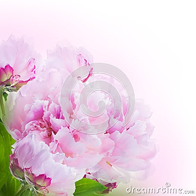 Floral background of roses and lilies