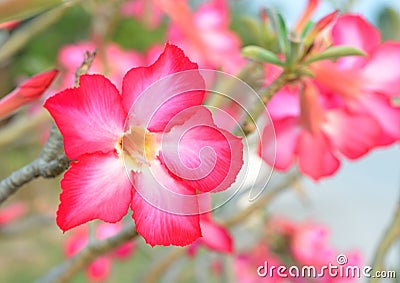 Floral background. Tropical flower Pink Adenium. Desert rose.