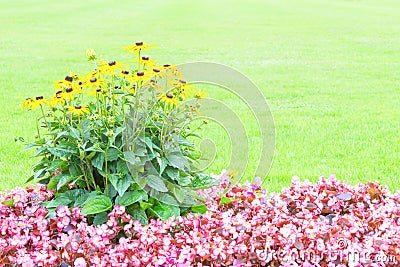 Floral background with yellow and pink flowers