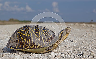 Florida Box Turtle