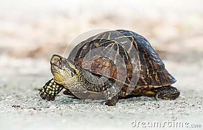 Florida Box turtle (Terrapene carolina bauri)