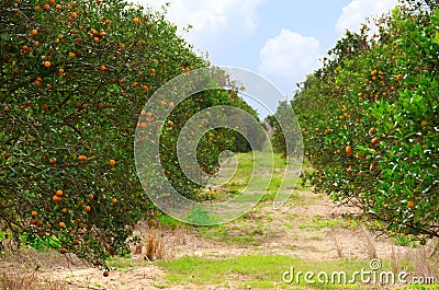 Florida orange grove with ripe oranges