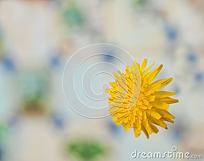 Flower against lovely background