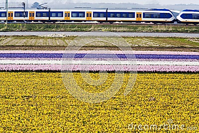 Flower fields train