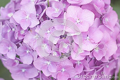 Flower hydrangea