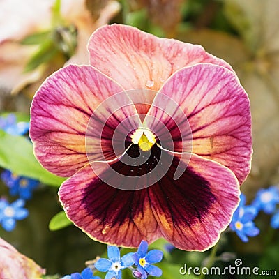 Flower of pansy