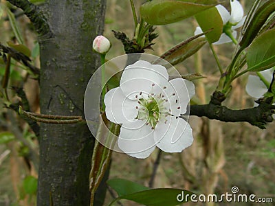 Flower of pear openning in Spring