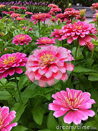 Flower pink red white green beautiful background