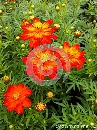 Flower pink red white green yellow purple beautiful background