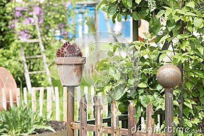 Flower pot on garden fence