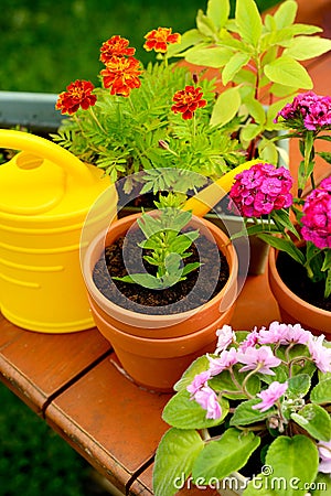Flower pots and watering pot in green garden