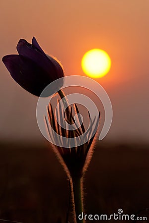 Flower at sunset