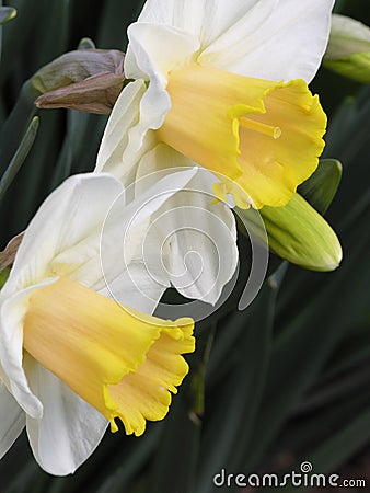 Flowerbed of daffodils
