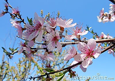 Flowering peach tree