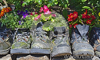 Flowering plants in old walking boots