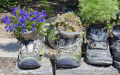 Flowering plants in old walking boots