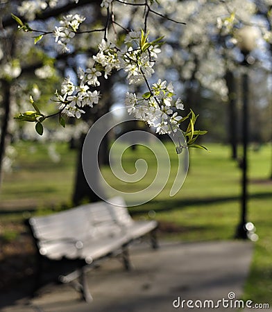 Flowering tree and park bench