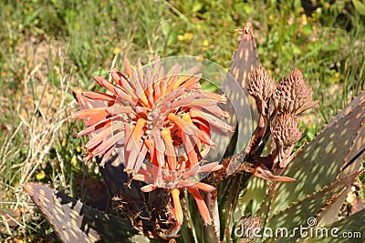 The flowers aloe vera (healing herbs) plant